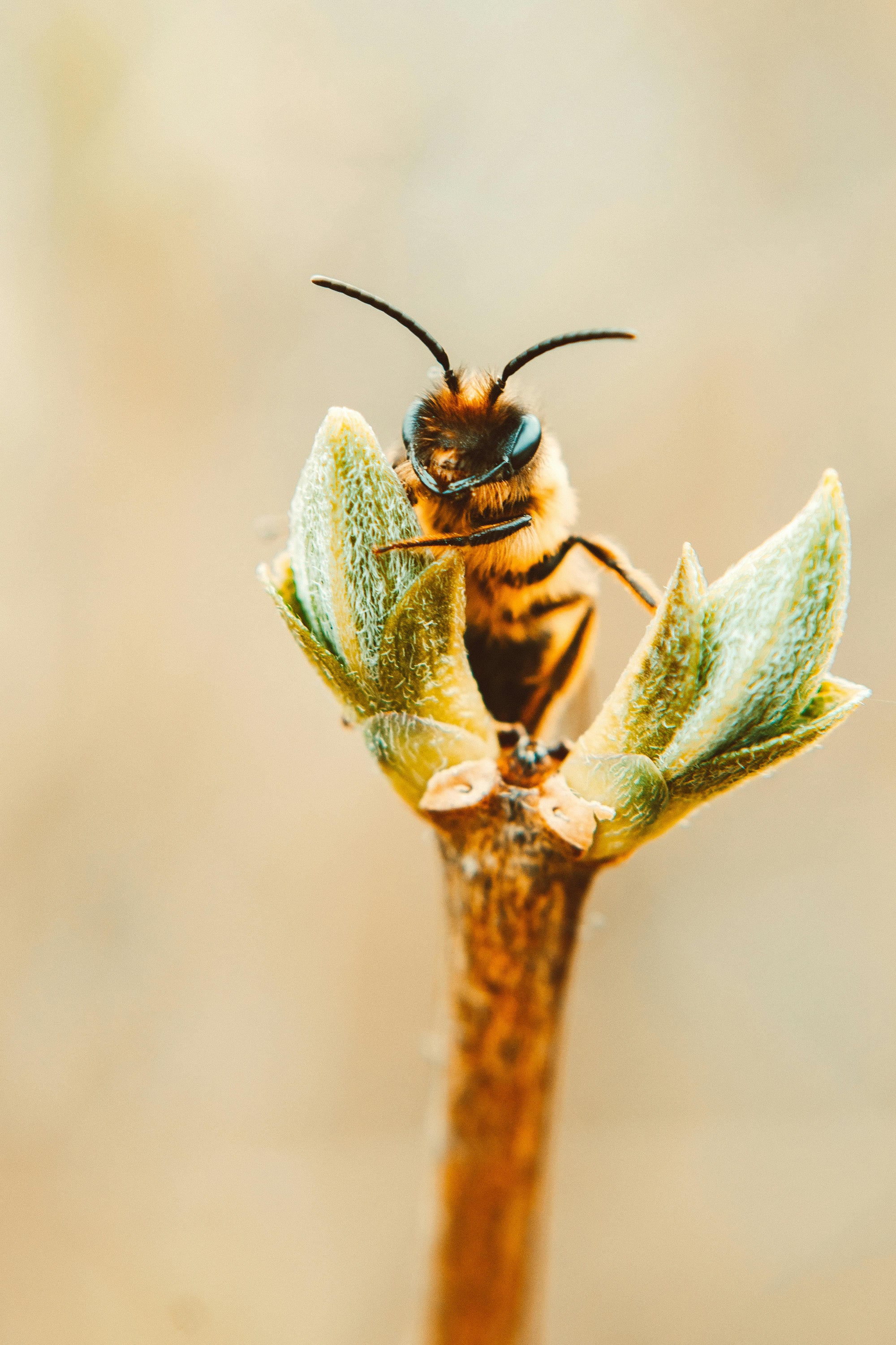 THE ANCIENT POWER OF BEE PROPOLIS